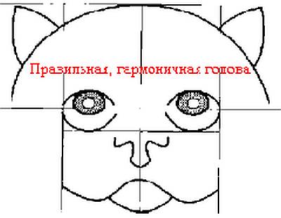 Правильная, гармоничная голова персидской кошки экстремального типа, рисунок картинка