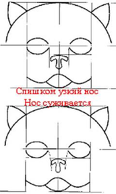 Строение носа персидской кошки экстремального типа экстремала. Правильные пропорции уха, рисунок картинка