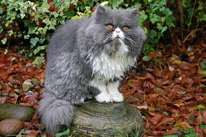 Персидская кошка окраса биколор, фото фотография