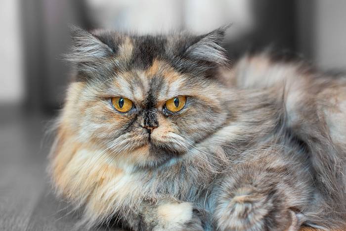 Черепаховая персидская кошка, фото фотография