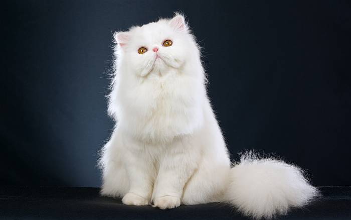 Белая персидская кошка, фото фотография