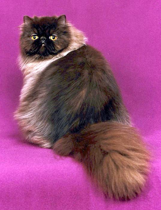 Персидская кошка шоколадного окраса, фото фотография