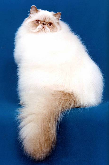 Персидская кошка гималайского окраса колор-пойнт, фото фотография