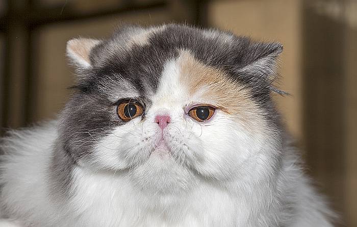 Персидская кошка окраса ван, фото фотография