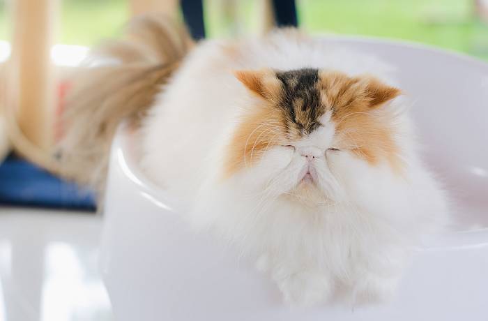 Персидская кошка окраса калико арлекин, фото фотография