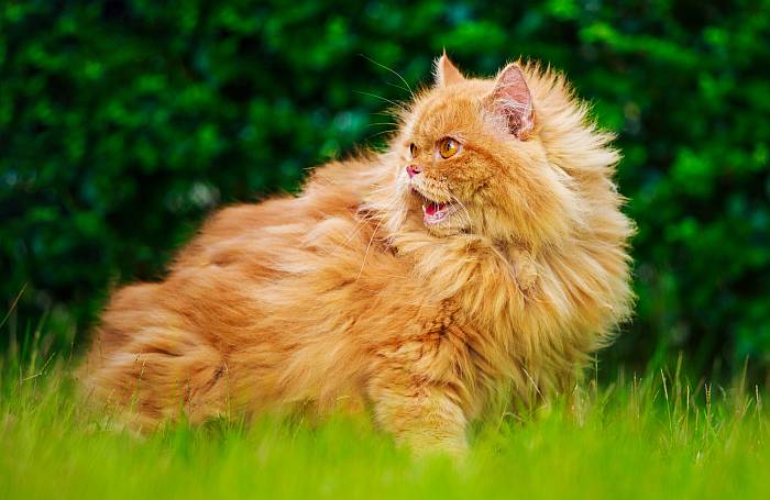 Красная рыжая персидская кошка, фото фотография