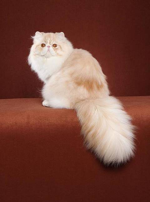 Персидская кошка окраса камео, фото фотография