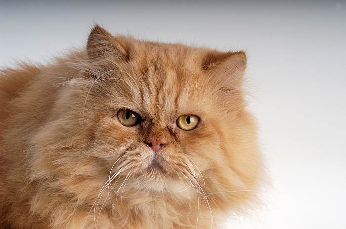 Красная (рыжая) персидская кошка, фото фотография