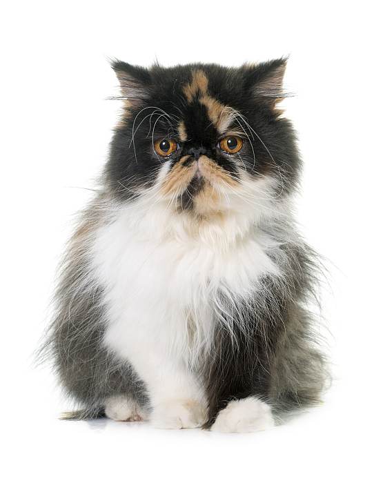Персидская кошка экстремального типа экстремал, фото фотография