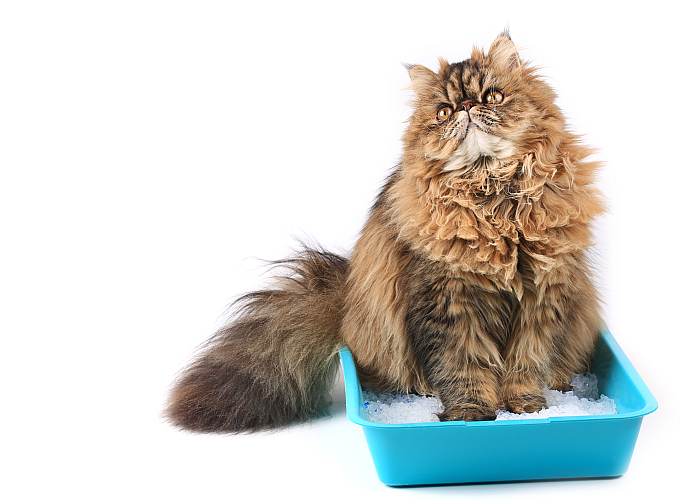 Персидская кошка сидит в лотке с наполнителем, фото фотография
