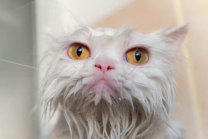 Мытье купание персидской кошки, фото фотография