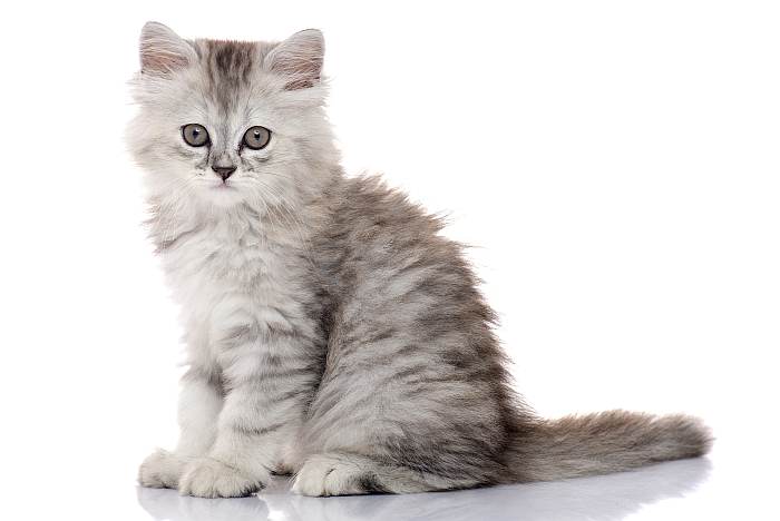 Персидский котенок, фото фотография кошки