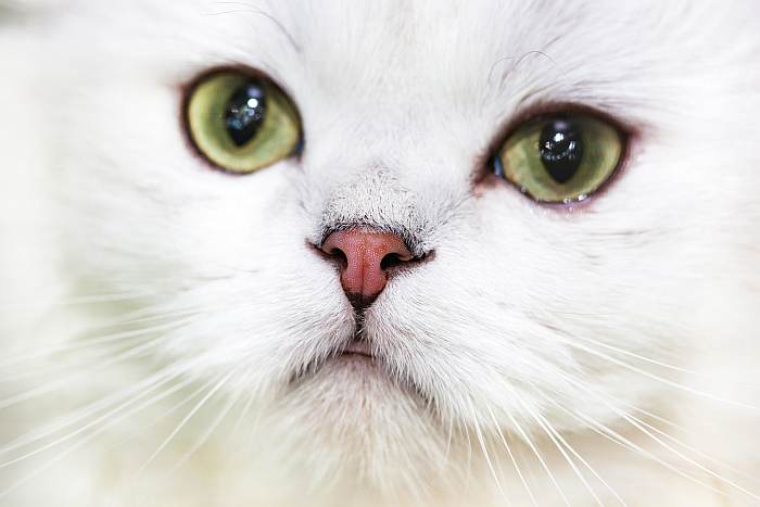 Персидская кошка шиншилла, фото фотография