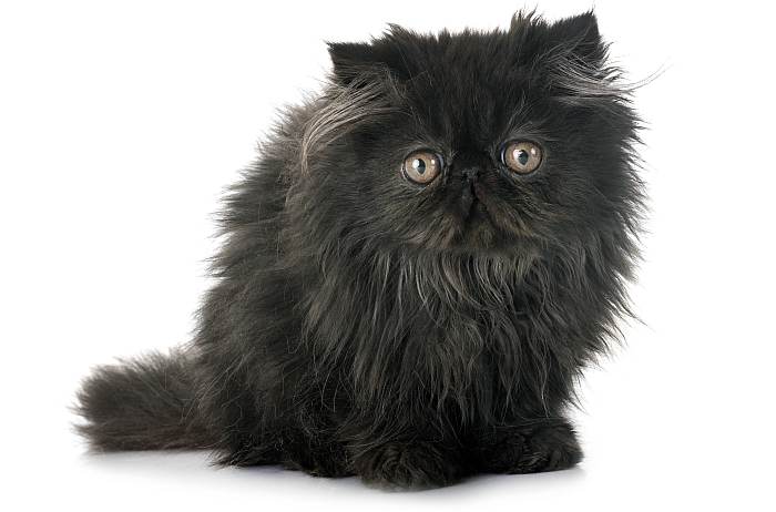 Черный персидский котенок экстремального типа, перс экстремал, фото фотография