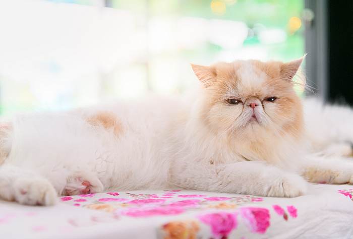 Персидская кошка экстремального типа, перс экстремал, фото фотография