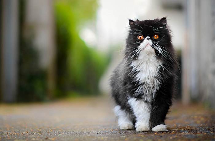 Персидская кошка экстремального типа окраса биколор, фото фотография