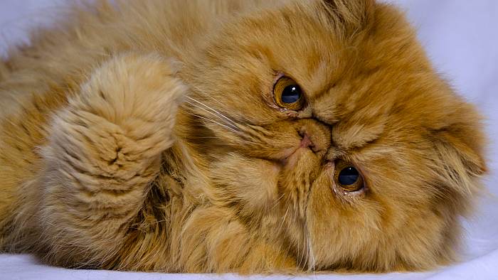 Рыжая персидская кошка экстремального типа, фото фотография