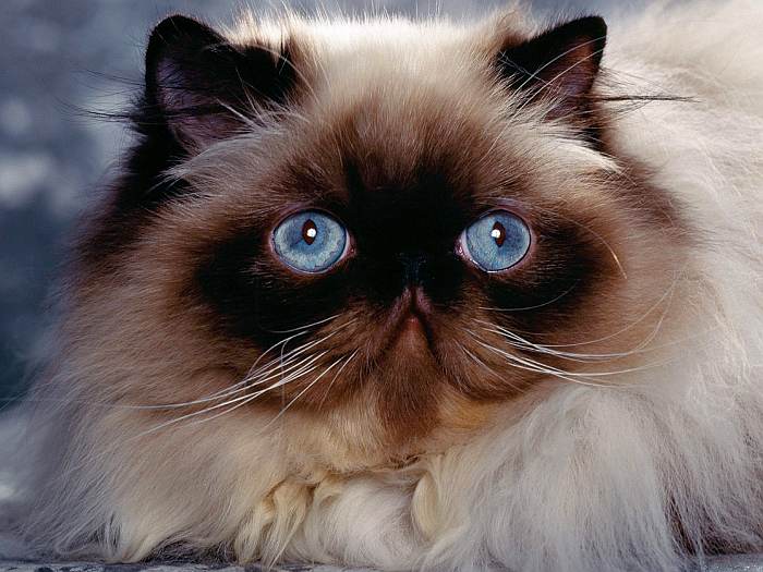 Персидская кошка экстремального типа окраса колор-пойнт, фото фотография