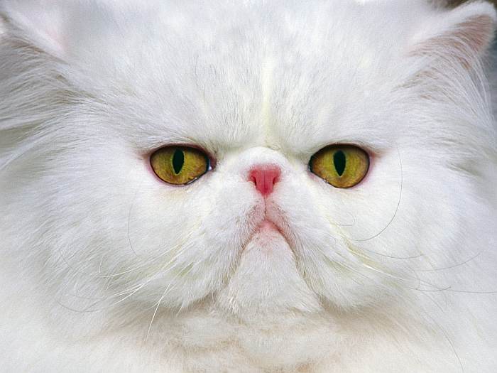 Персидская кошка экстремального типа белого окраса, фото фотография