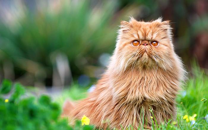 Персидская кошка экстремального типа, фото фотография