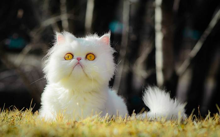 Персидская кошка экстремального типа белого окраса, фото фотография