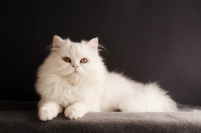 Персидская кошка классического типа белого окраса, фото фотография