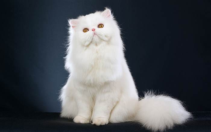 Персидская кошка белого окраса экстремального типа, фото фотография