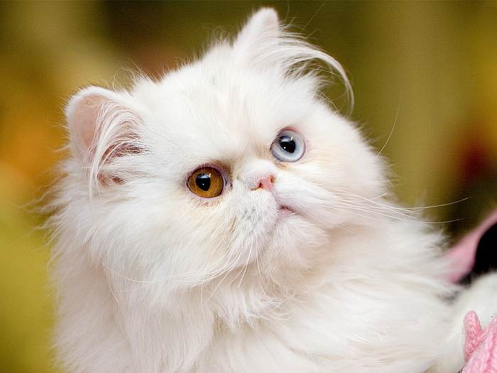 Белая персидская кошка с глазами разного окраса, фото фотография