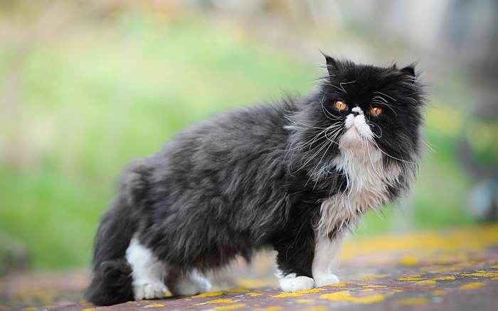 Персидская кошка, фото фотография