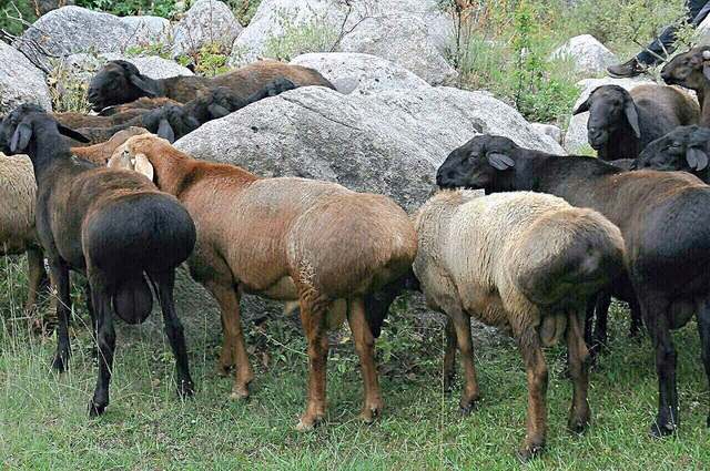 Гиссарские овцы, фото фотография