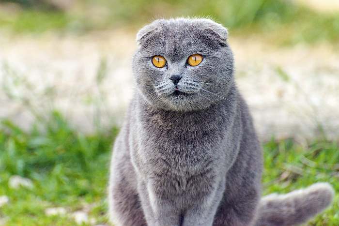 Шотландская вислоухая кошка, фото фотография