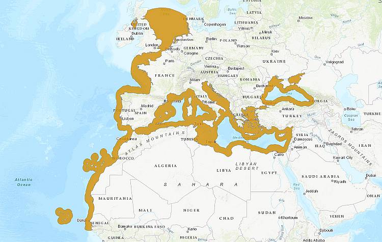 Полосатая барабуля, средиземноморская султанка (Mullus surmuletus), карта ареал обитания