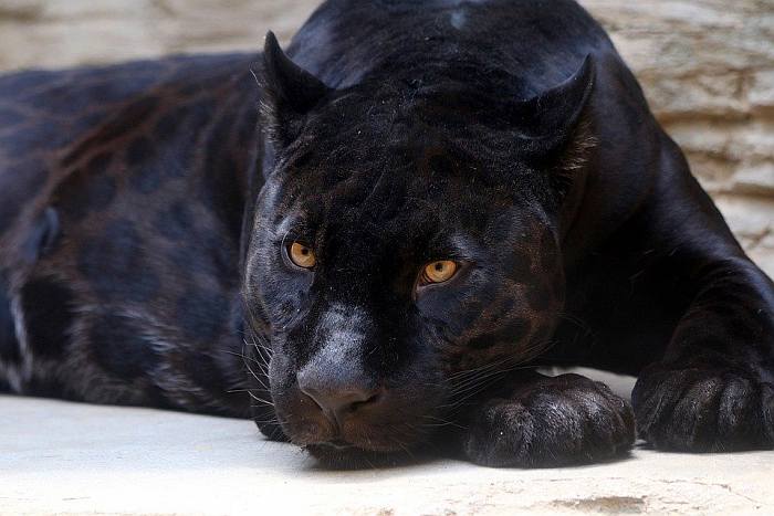 Ягуар-меланист, черный ягуар пантера, фото фотография