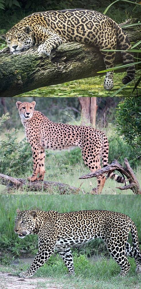 Чем отличаются гепард, леопард и ягуар? Как отличить леопарда от гепарда и  ягуара? Чем ягуар отличается от леопарда и гепарда? доклад реферат для  школы 1 2 3 4 5 6 класса