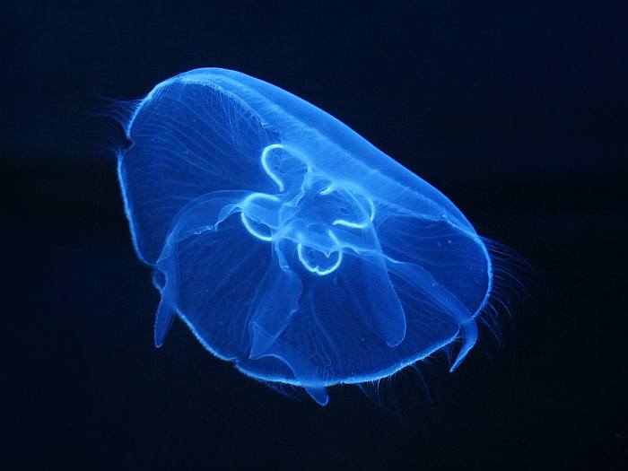 Ушастая аурелия (Aurelia aurita), фото фотография медузы