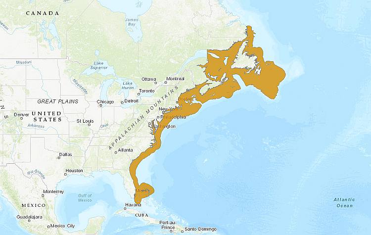 Серебристая мерлуза, или североамериканский хек (Merluccius bilinearis), ареал карта схема распространения