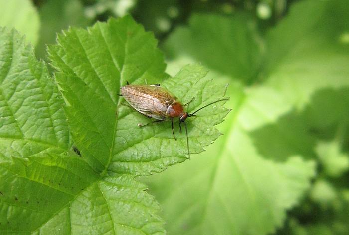 Лесной таракан (лат. Ectobius sylvestris), фото фотография насекомые