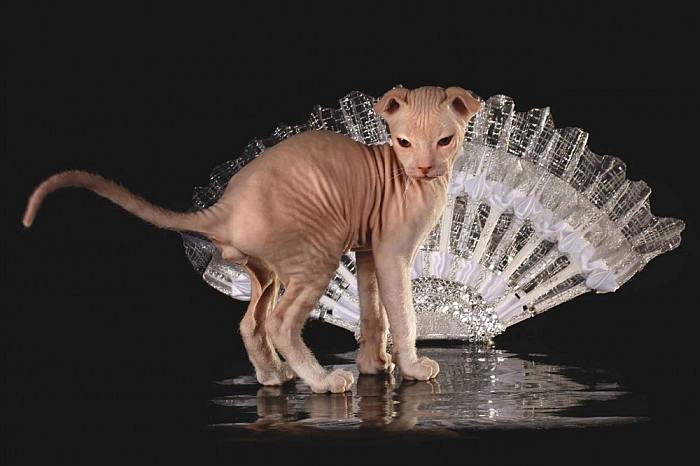 Украинский левкой котенок, фото породы голых кошек фотография