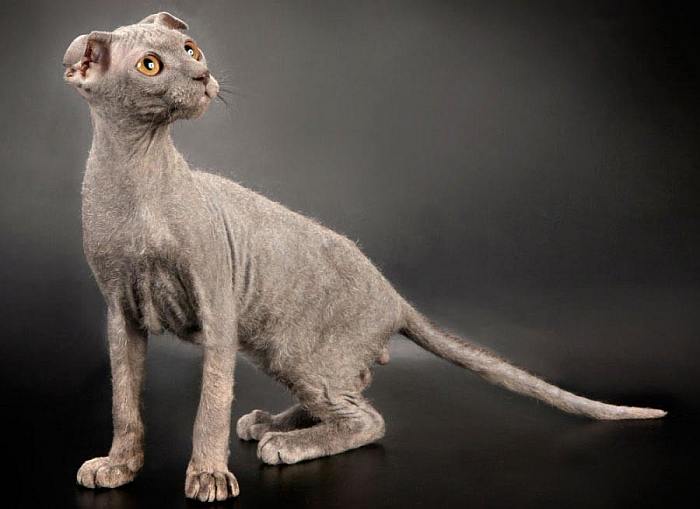 Котенок украинского левкоя, фото породы кошек фотография картинка
