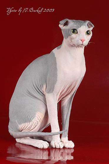 Украинский левкой, фото породы голых кошек фотография