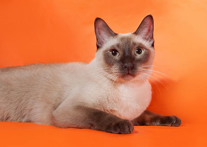 Тайская кошка, фото породы кошек фотография