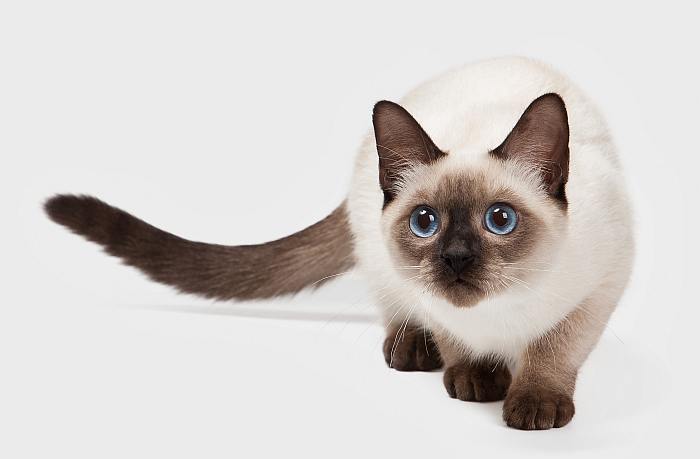 Тайский котенок тайской кошки, фото породы кошек фотография