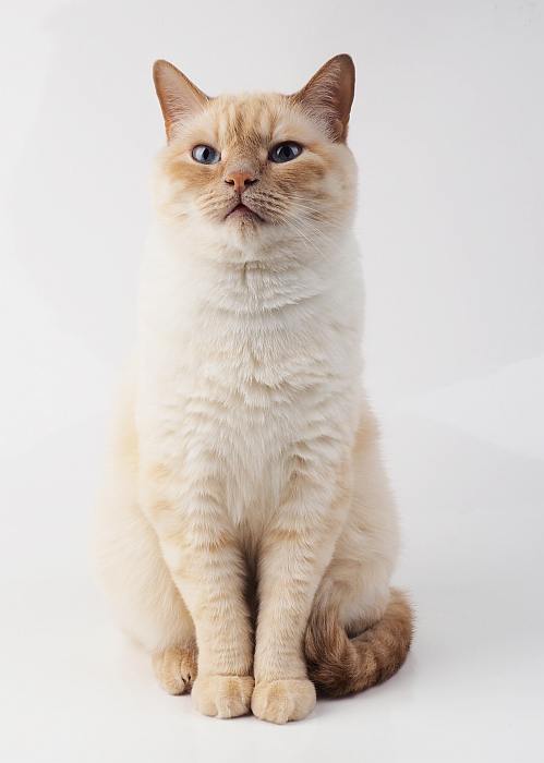 Тайская кошка (фото), происхождение тайской кошки, вес стоимость цена  котенка история породы внешний вид характер темперамент клички тайской кошки
