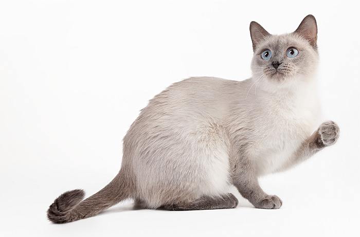 Тайская кошка, фото породы кошек фотография