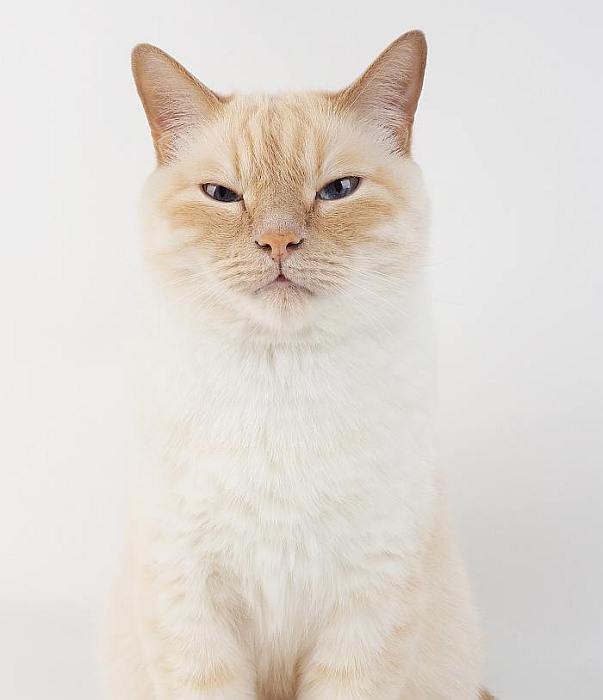 Тайская кошка кот, фото фотография