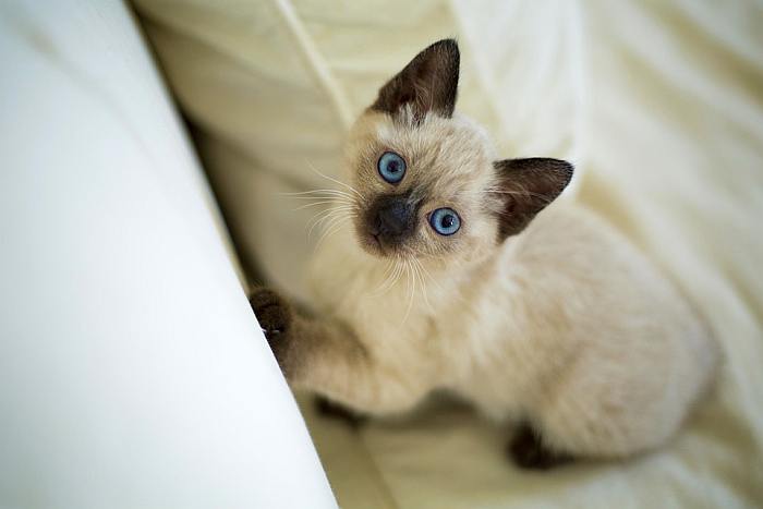 Тайский котенок, фото фотография