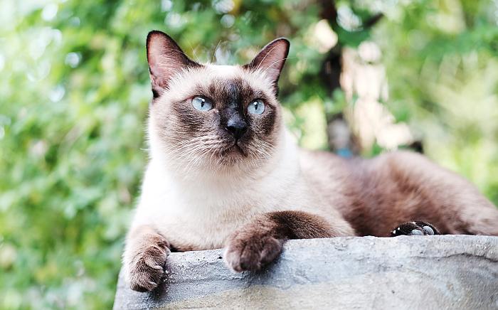 Тайский кот кошка, фото фотография