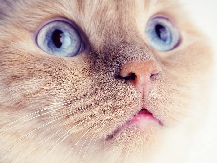 Тайский кот кошка, фото фотография