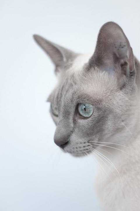 Тонкинская кошка, фото фотография