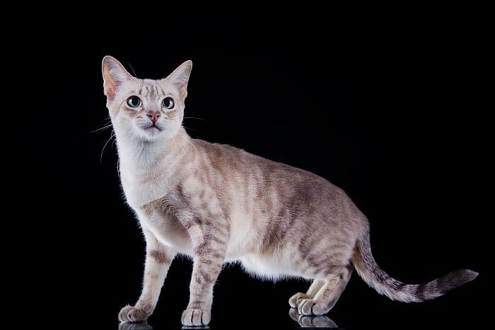 Тонкинская кошка (тонкинез), фото фотография